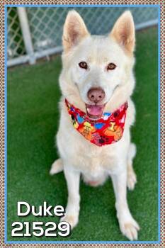 DUKE -  Husky Dog for Adoption in Marietta, Georgia - DUKE | PetCurious