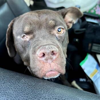 Chocolate Labrador Retriever and Pit Bull Terrier Dogs Available for Adoption - Jess | PetCurious