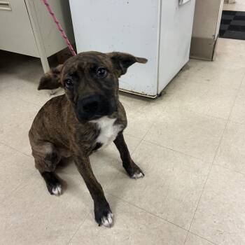 Falcore -  Mixed Breed Dog for Adoption in Lake Panasoffkee, Florida - Falcore | PetCurious