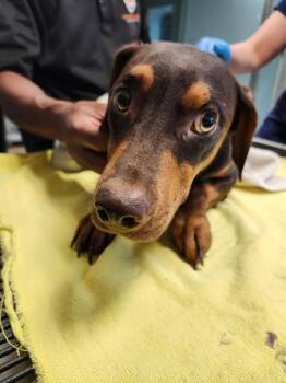 COCOA -  Dachshund and Mixed Breed Dog for Adoption in Newton, North Carolina - COCOA | PetCurious