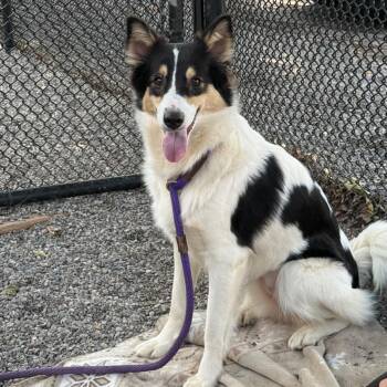 Daisy -  Collie Dog for Adoption in York, Pennsylvania - Daisy | PetCurious