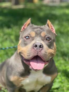Teenie -  Pit Bull Terrier Dog for Adoption in Springfield, Illinois - Teenie | PetCurious