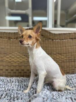 Judge -  Chihuahua Dog for Adoption in Marshall, Texas - Judge | PetCurious