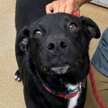 Rescue Black Labrador Retriever and Mixed Breed Dogs for Adoption in Corpus Christi, Texas - Oakley | PetCurious