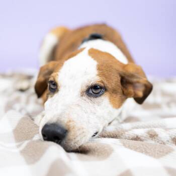 East -  Mixed Breed Dog for Adoption in Portland, Oregon - East | PetCurious