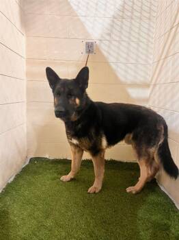 German Shepherd Dog and Mixed Breed Dogs Available for Adoption - A1258962 | PetCurious