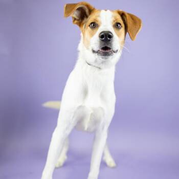 Lyle -  Mixed Breed Dog for Adoption in Portland, Oregon - Lyle | PetCurious