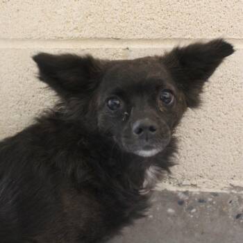 Chihuahua Dogs Available for Adoption in Yucca Valley, California - B.B. King | PetCurious