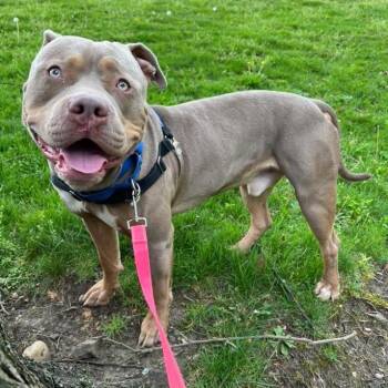 Theo -  Mixed Breed Dog for Adoption in Pittsburgh, Pennsylvania - Theo | PetCurious