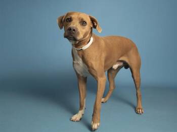 BRUNO -  Pit Bull Terrier Dog for Adoption in Phoenix, Arizona - BRUNO | PetCurious