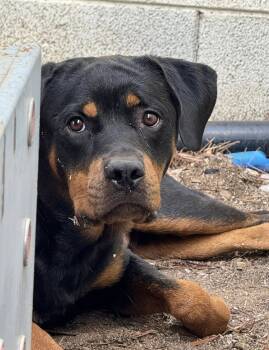 Rescue Rottweiler Dogs for Adoption in Gilbert, Arizona - Emmy | PetCurious
