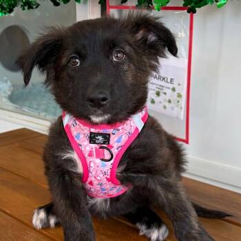 Border Collie Dogs Available for Adoption - Macaroni/winter | PetCurious