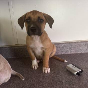 Doc -  Black And Tan Coonhound Dog for Adoption in West Plains, Missouri - Doc | PetCurious