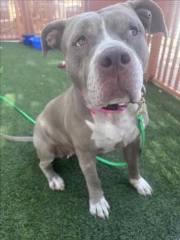 ROYALTY -  Pit Bull Terrier Dog for Adoption in Las Vegas, Nevada - ROYALTY | PetCurious