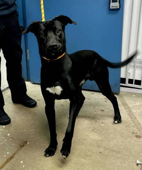 Rescue Labrador Retriever and Border Collie Dogs for Adoption - Knox | PetCurious