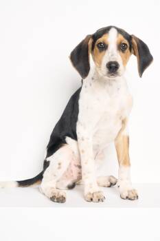 Beagle Dogs Available for Adoption in Charlotte, North Carolina - Neko | PetCurious