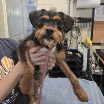 Indie D26-168 -  Terrier Dog for Adoption in Lebanon, Tennessee - Indie D26-168 | PetCurious