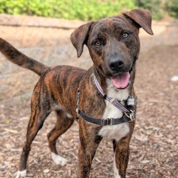Marcus -  Labrador Retriever and Chow Chow Dog for Adoption in Falls Church, Virginia - Marcus | PetCurious
