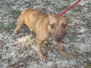 Rescue Pit Bull Terrier Dogs for Adoption in Troy, Alabama - Dude | PetCurious