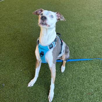 Catahoula Leopard Dog Dogs Available for Adoption - Benz | PetCurious