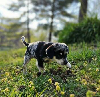 Australian Shepherd Dogs Available for Adoption - Cricket | PetCurious