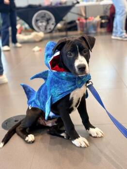 Jack -  Mixed Breed Dog for Adoption in Alden, New York - Jack | PetCurious