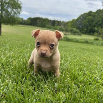 Ducky -  Chihuahua Dog for Adoption in Saratoga Springs, New York - Ducky | PetCurious