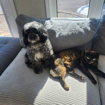 Miniature Poodle and Cockapoo Dogs Available for Adoption in Vienna, Ontario - Penny | PetCurious