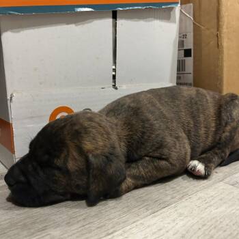 Labrador Retriever and Pit Bull Terrier Dogs Available for Adoption in Waldorf, Maryland - Liberty | PetCurious