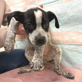 Mixed Breed Dogs Available for Adoption - Jon Snow | PetCurious