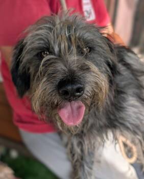 Quoin -  Schnauzer and Poodle Dog for Adoption in Ramona, California - Quoin | PetCurious