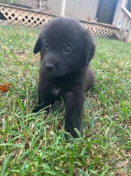Stanford -  Newfoundland Dog and Golden Retriever Dog for Adoption in Morton Grove, Illinois - Stanford | PetCurious