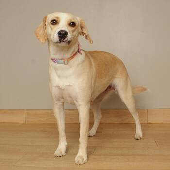 Goldie D71459 -  Yellow Labrador Retriever and Mixed Breed Dog for Adoption in Minnetonka, Minnesota - Goldie D71459 | PetCurious