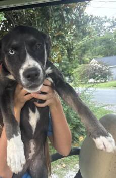 Bat Girl -  Husky and Mixed Breed Dog for Adoption in Providence Forge, Virginia - Bat Girl | PetCurious