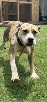 Rescue Mixed Breed Dogs for Adoption in Newborn, Georgia - BUSTER | PetCurious