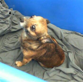 Rescue Chihuahua and Mixed Breed Dogs for Adoption in Dallas, Texas - SQUIRREL! | PetCurious