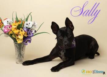 Sally -  Labrador Retriever and Mixed Breed Dog for Adoption in Fairhope, Alabama - Sally | PetCurious
