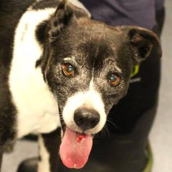 26-01456 -  Australian Cattle Dog Blue Heeler Dog for Adoption in Fredericksburg, Virginia - 26-01456 | PetCurious