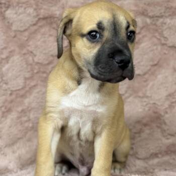 Mixed Breed Dogs Available for Adoption in Boca Raton, Florida - Ben | PetCurious