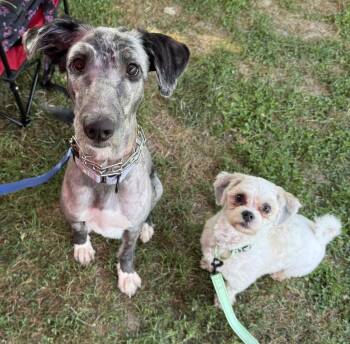 Piggley Winx (Piggy) -  Poodle Dog for Adoption in Cheektowaga, New York - Piggley Winx (Piggy) | PetCurious