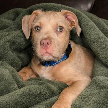 Mixed Breed Dogs Available for Adoption - Davy | PetCurious