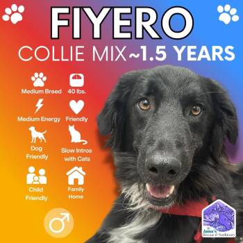 Fiyero -  Collie Dog for Adoption in Aurora, Ontario - Fiyero | PetCurious