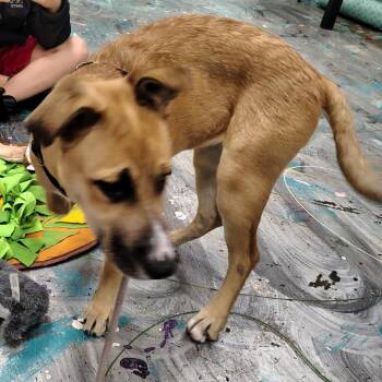 German Shepherd Dog and Boxer Dogs Available for Adoption - Mila | PetCurious