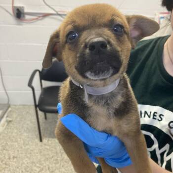 Human Man -  Cattle Dog and Mixed Breed Dog for Adoption in Hattiesburg, Mississippi - Human Man | PetCurious