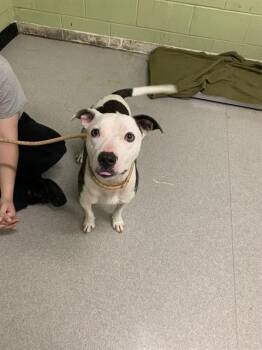 Rescue Pit Bull Terrier and Mixed Breed Dogs for Adoption in Indianapolis, Indiana - TAMALE | PetCurious