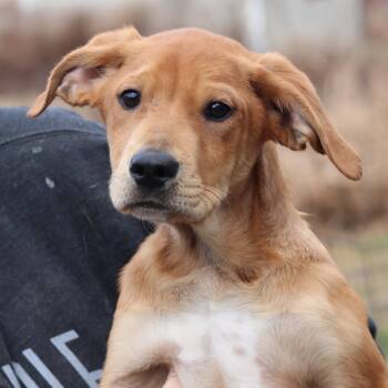 Rescue Golden Retriever Dogs for Adoption in Eastford, Connecticut - CT Fontina | PetCurious