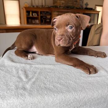 Mixed Breed Dogs Available for Adoption - Mankato | PetCurious