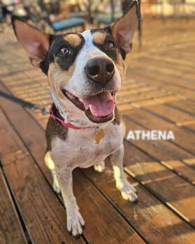 Rescue Cattle Dog Dogs for Adoption in Maryville, Tennessee - Athena | PetCurious