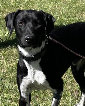 Dax -  Dalmatian and German Shorthaired Pointer Dog for Adoption in Pottsville, Pennsylvania - Dax | PetCurious