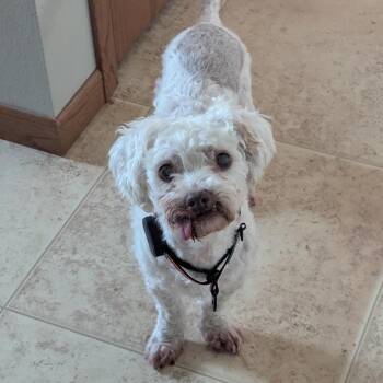 Salvador -  Bichon Frise and Mixed Breed Dog for Adoption in Alma, Wisconsin - Salvador | PetCurious